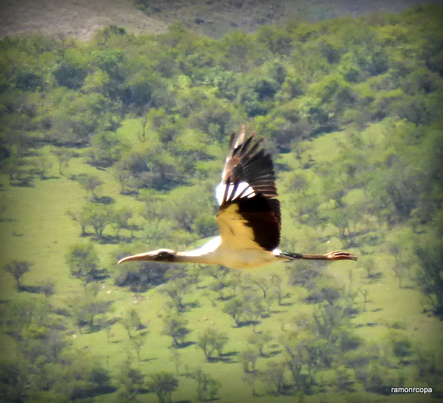 Aves del NOA y algo mas.. Tuyuyú