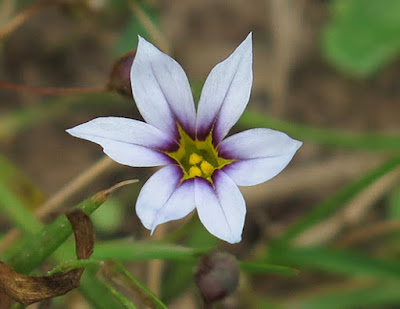 Flores color lila de la romulea (Romulea columnae)