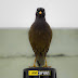 Are you looking at my lens, Myna?