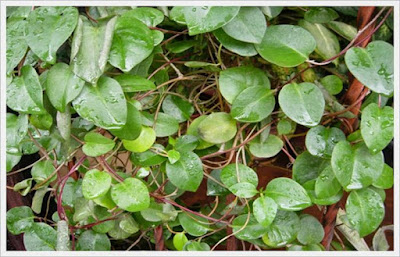 Manfaat Daun Binahong Manfaat Daun Binahong