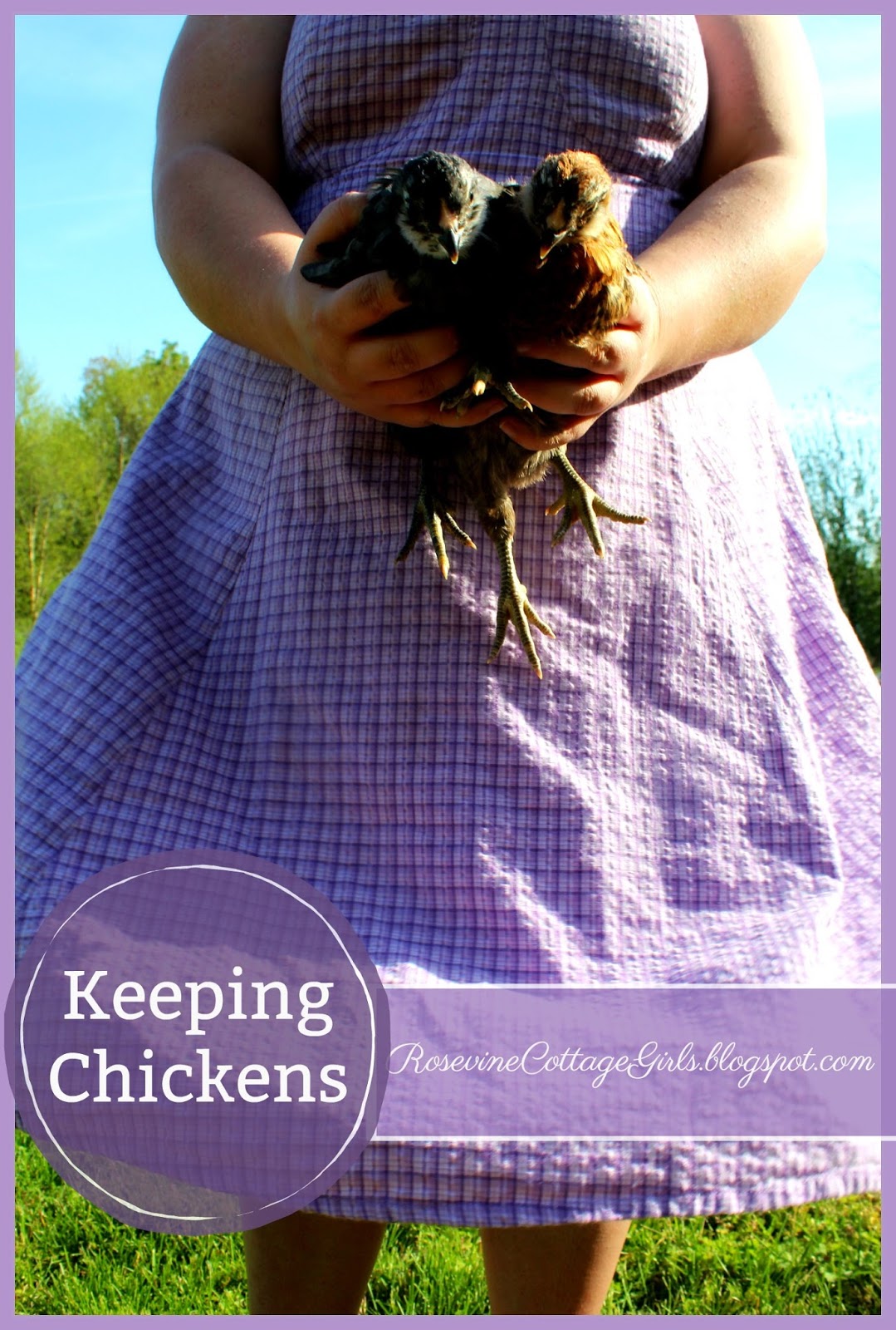 Keeping Chickens