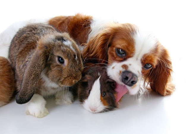 O adorável convívio na vida animal Elfandarilha