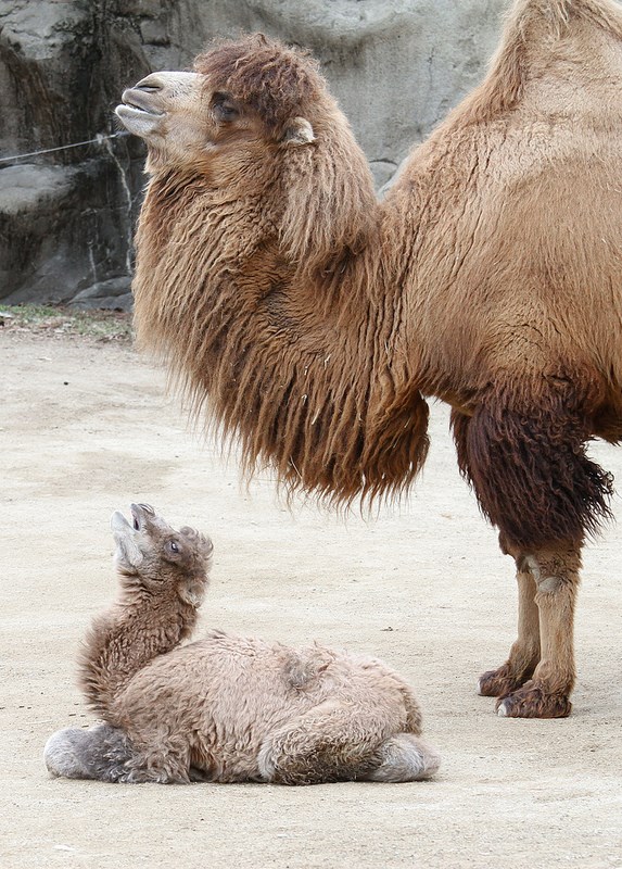 Baby Animals: Camel - Calf 2