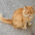 İLİŞKİLER VE KEDİLER