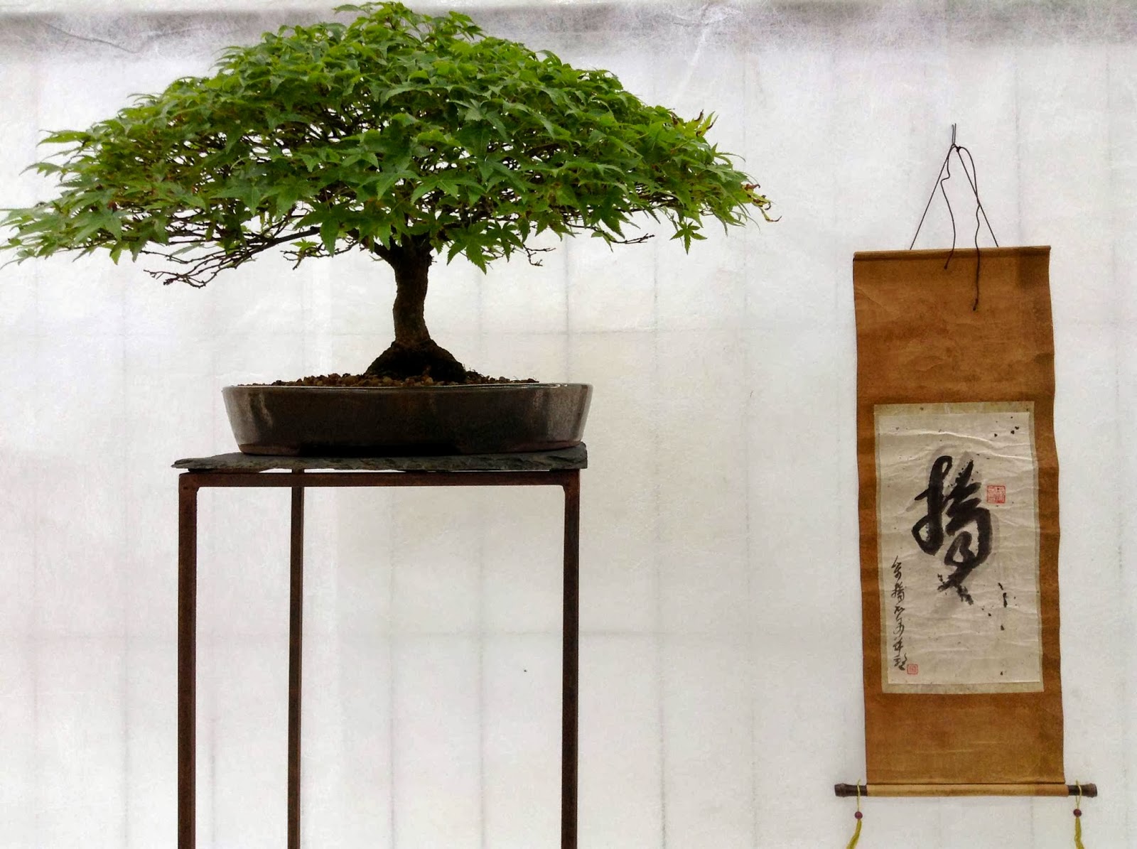 Différemment Bonsai Expo Albi