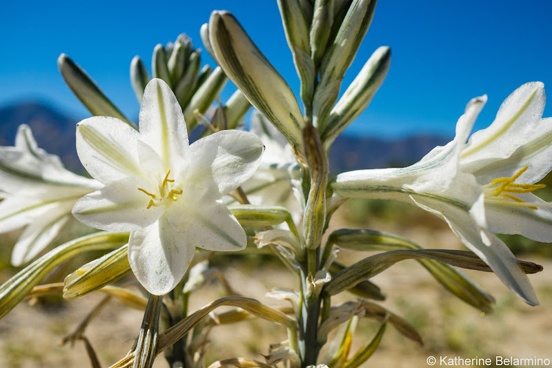 Desert Lily Southern California Anza-Borrego Desert Wildflowers