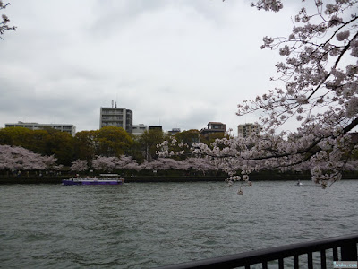 河川敷の桜 河川敷の桜