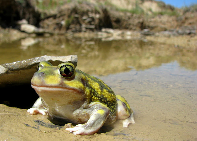 Leopard Frog - Facts, information and pictures 2 Leopard Frog - Facts, information and pictures 1