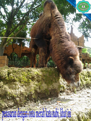 penasaran dengan rupa onta merah, lihat ini