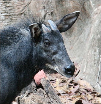Fakta-Fakta Kambing Hutan dan Kumpulan Foto kambing Hutan
