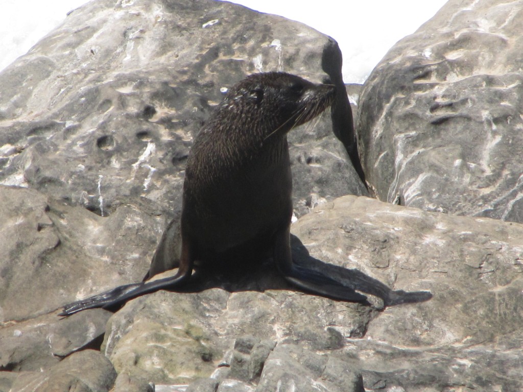Brisbane Adventures Kangaroo Island Furseals and Sealions