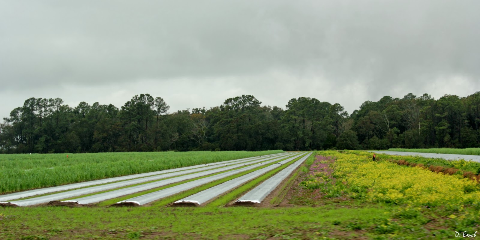 Capture America Journal 2/27/14 St. Helena Island tomato farm