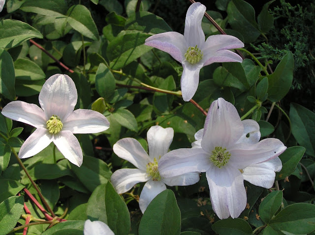 clematis Huldine