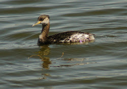 birds caution seeing heeby getting butler laurence own