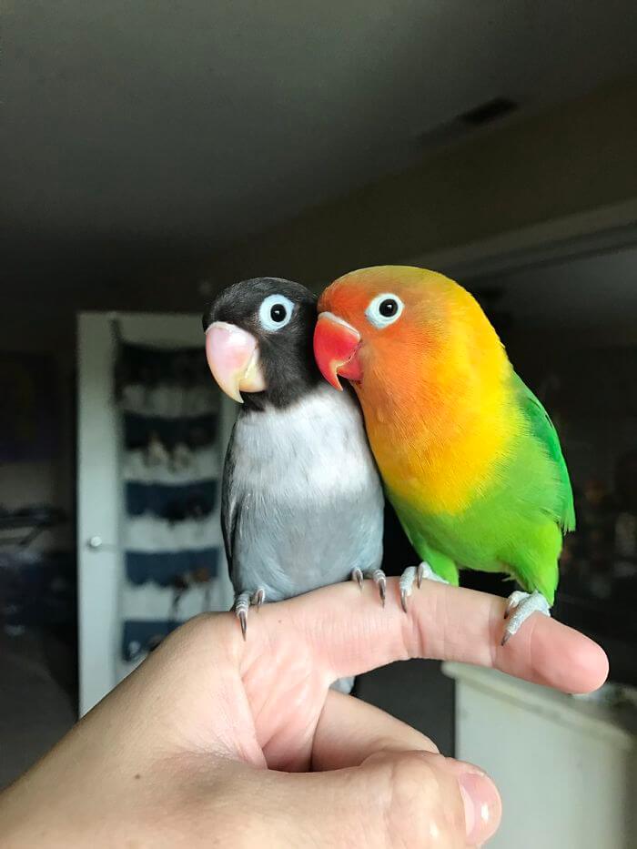 Kiwi And His Goth Girlfriend Had Four Babies, And Their Colorful Story Stole Our Hearts