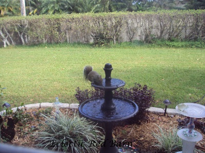 Eclectic Red Barn: Squirrel drinking water from a fountain