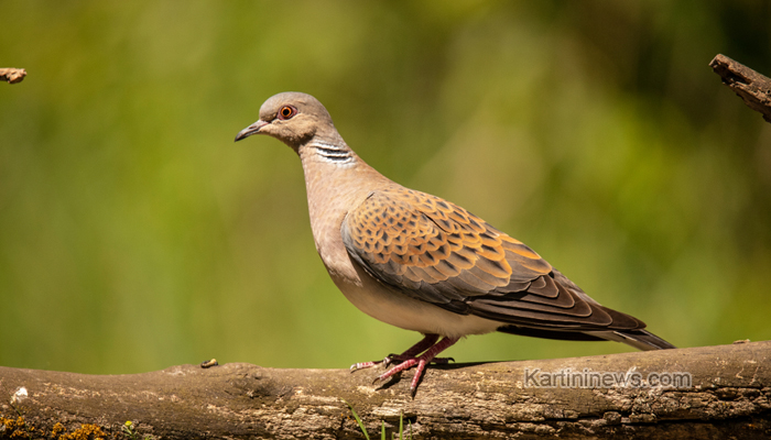 Merawat Burung Perkutut untuk Lomba Yang Bagus dan