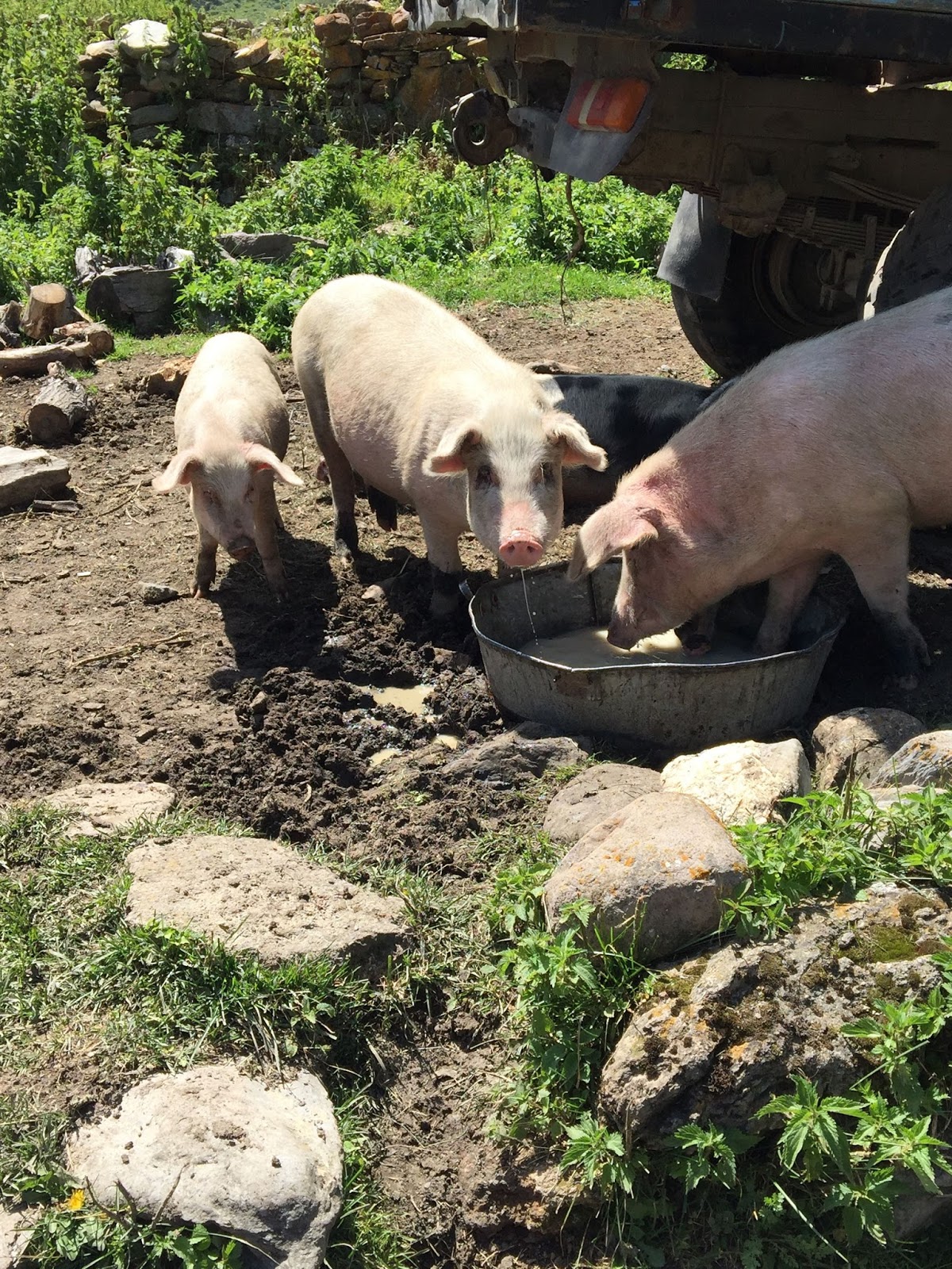 Pigs At The Troff