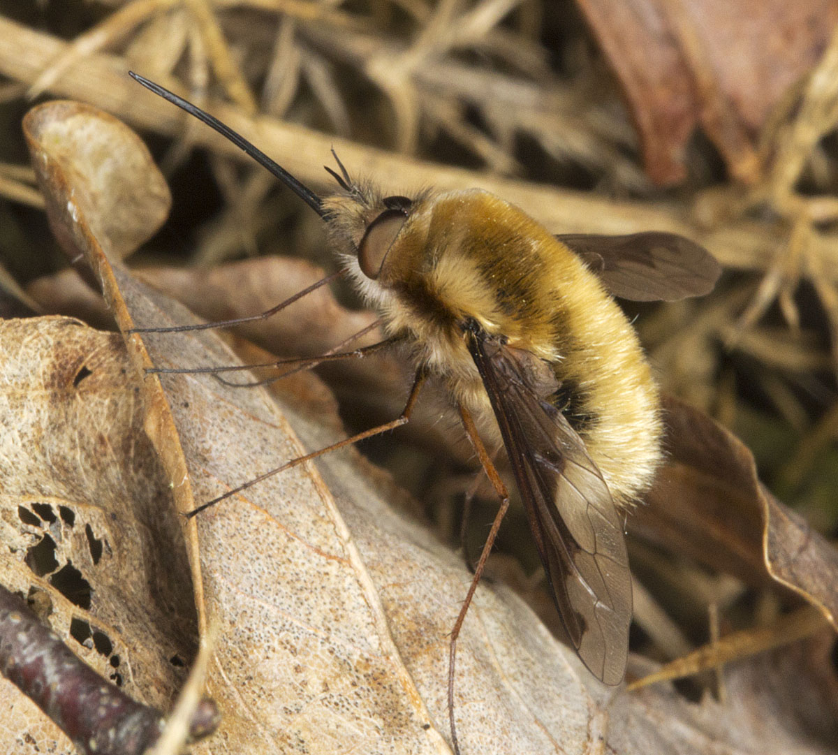Bee fly. Хвост пчелы. Bee is Fly.