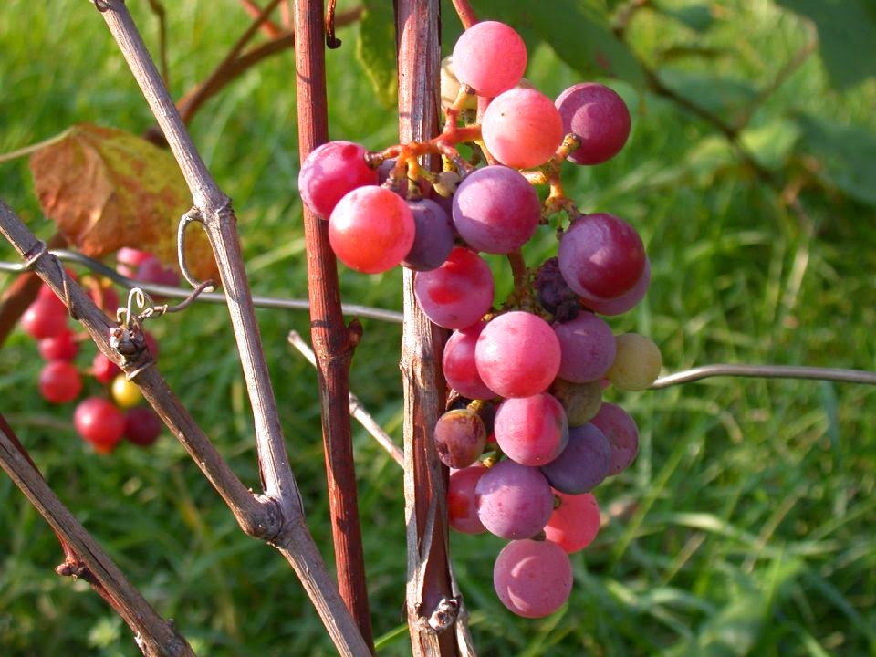 Anggur merah yaitu jenis flora merambat atau perdu yg mempunyai ciri Manfaat & Khasiat Anggur Merah (Vitis Labrusca)