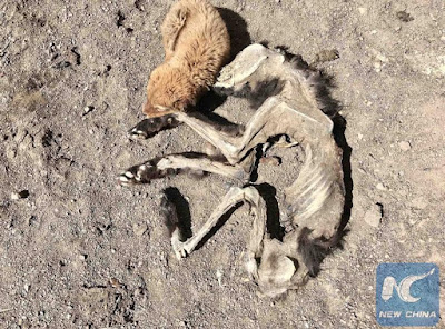 Heartbreaking photos of a puppy beside the remains of its mother