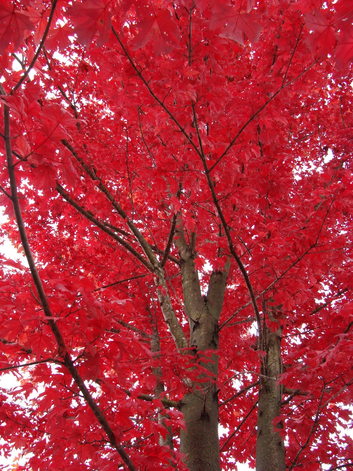 Hillermann Nursery & Florist September 2015