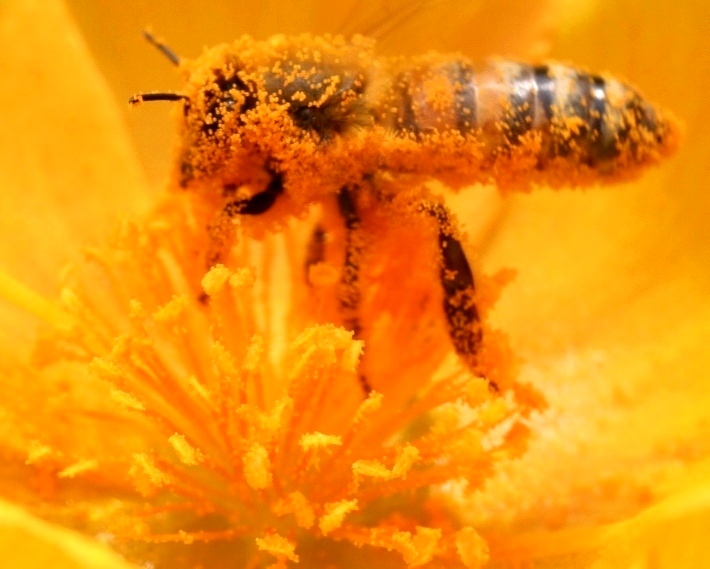 HONEY BEES AN ADVENTURE Pollen