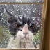 10 Cats Who Made Hilariously Poor Decisions