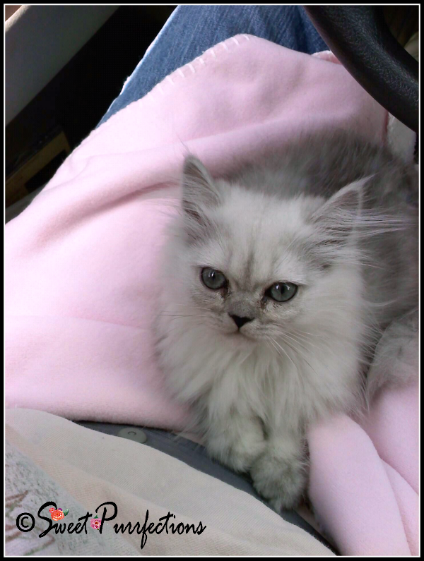 Truffle on Mom Terri's lap Truffle on the way to her new home with Mom Paula