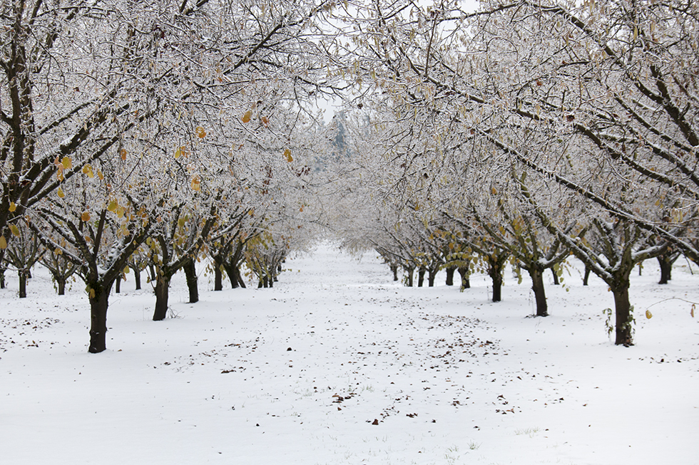 Photographing Oregon Snow in the Willamette Valley