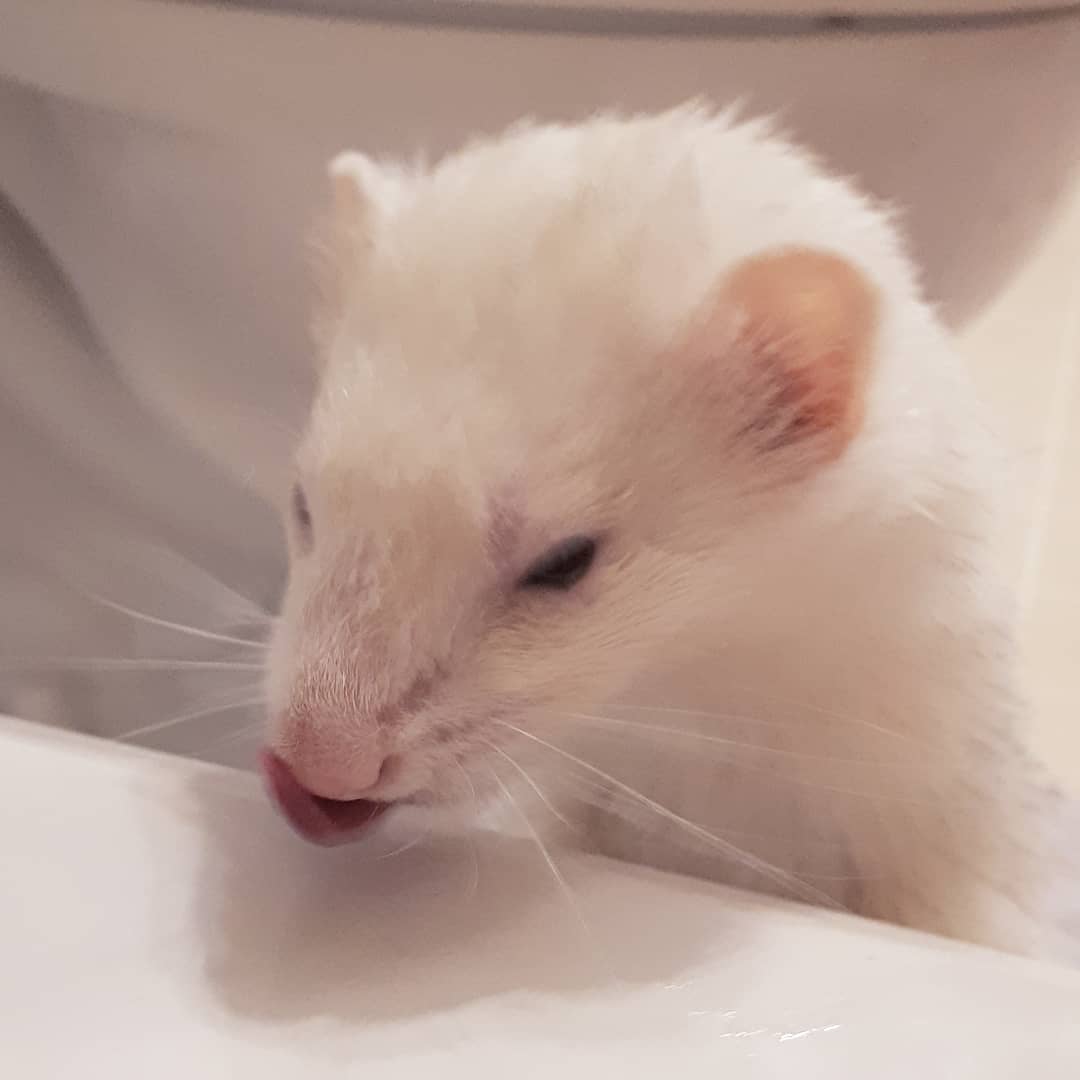 Ferret Forest How To Give A Ferret A Bath