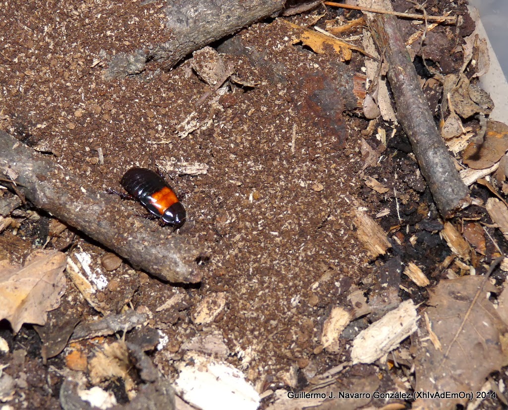 panesthia angustipennis cognata
