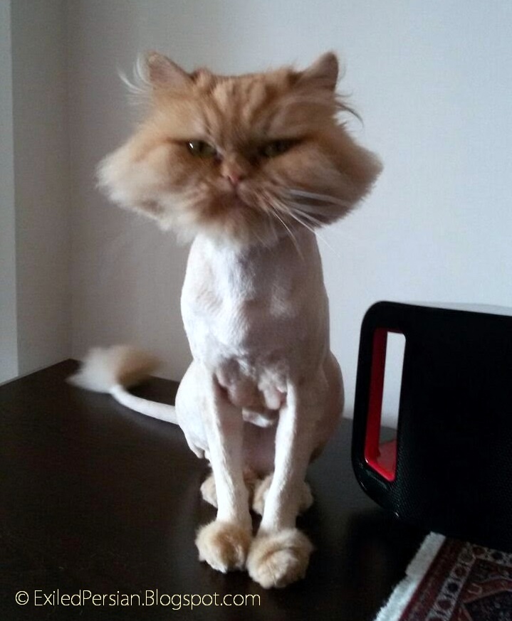 Shaved Persian Cats 103