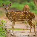 GO.23 Telangana State Four Icons- Spotted Deer, Indian Roller, Jammi Tree, Tangedu Flower