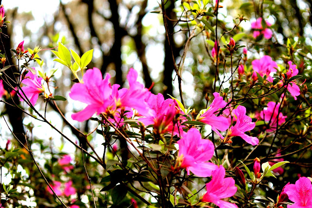 Planta com flores rosa e folhas verdes 