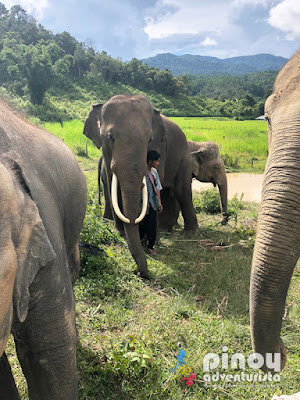 Elephants Caring, Bathing, Swim at Big Waterfall Plus Bamboo Rafting Adventure in Chiang Mai