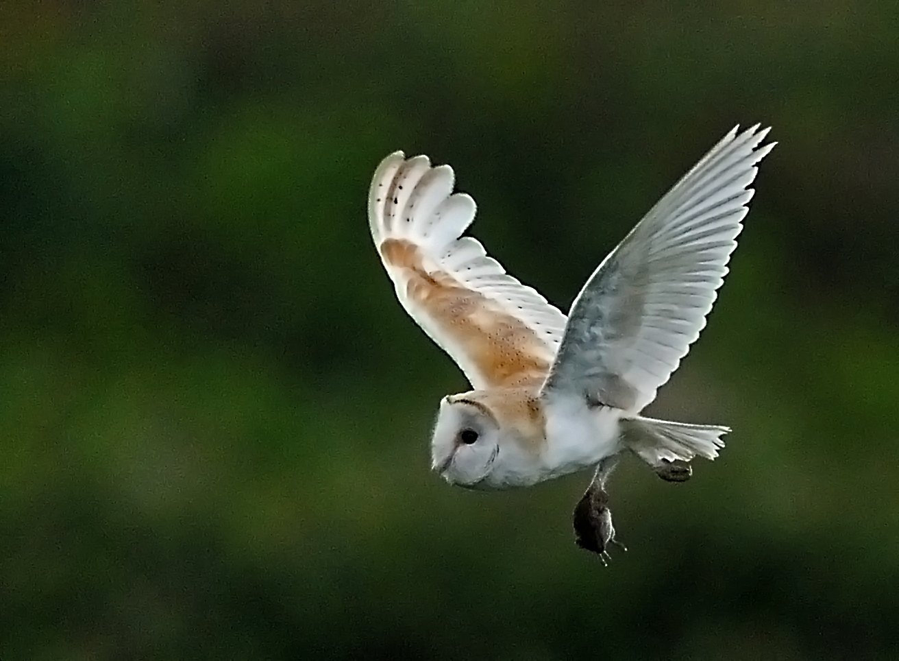 Alan James Photography Barn owls with prey