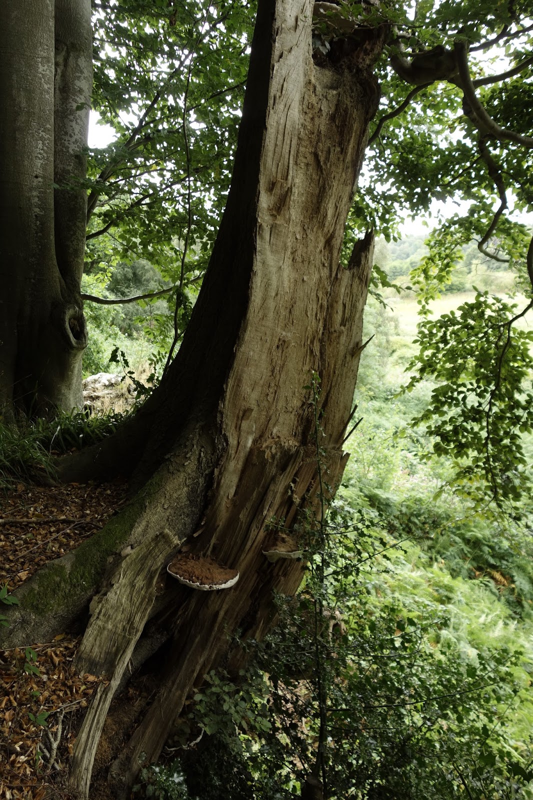 Misidentifying Fungi: September 2016