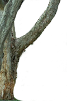 Tronco de árvore fundo transparente