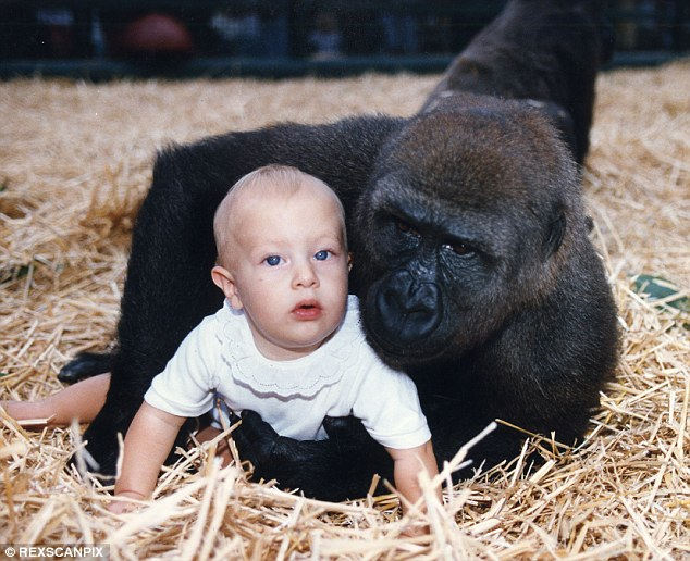 This Woman Grew up Raising Gorillas. Their Reunion 12 Years Later Will Touch Your Heart