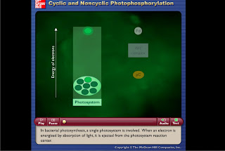 animasi fotofosforilasi | biologipedia