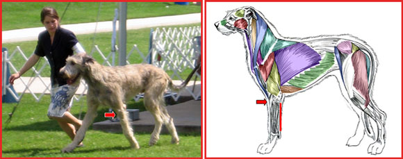 Holistic Touch Therapy ~ Canine Massage & Acupressure: Evaluating ...