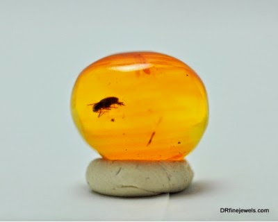 Amber With Insects