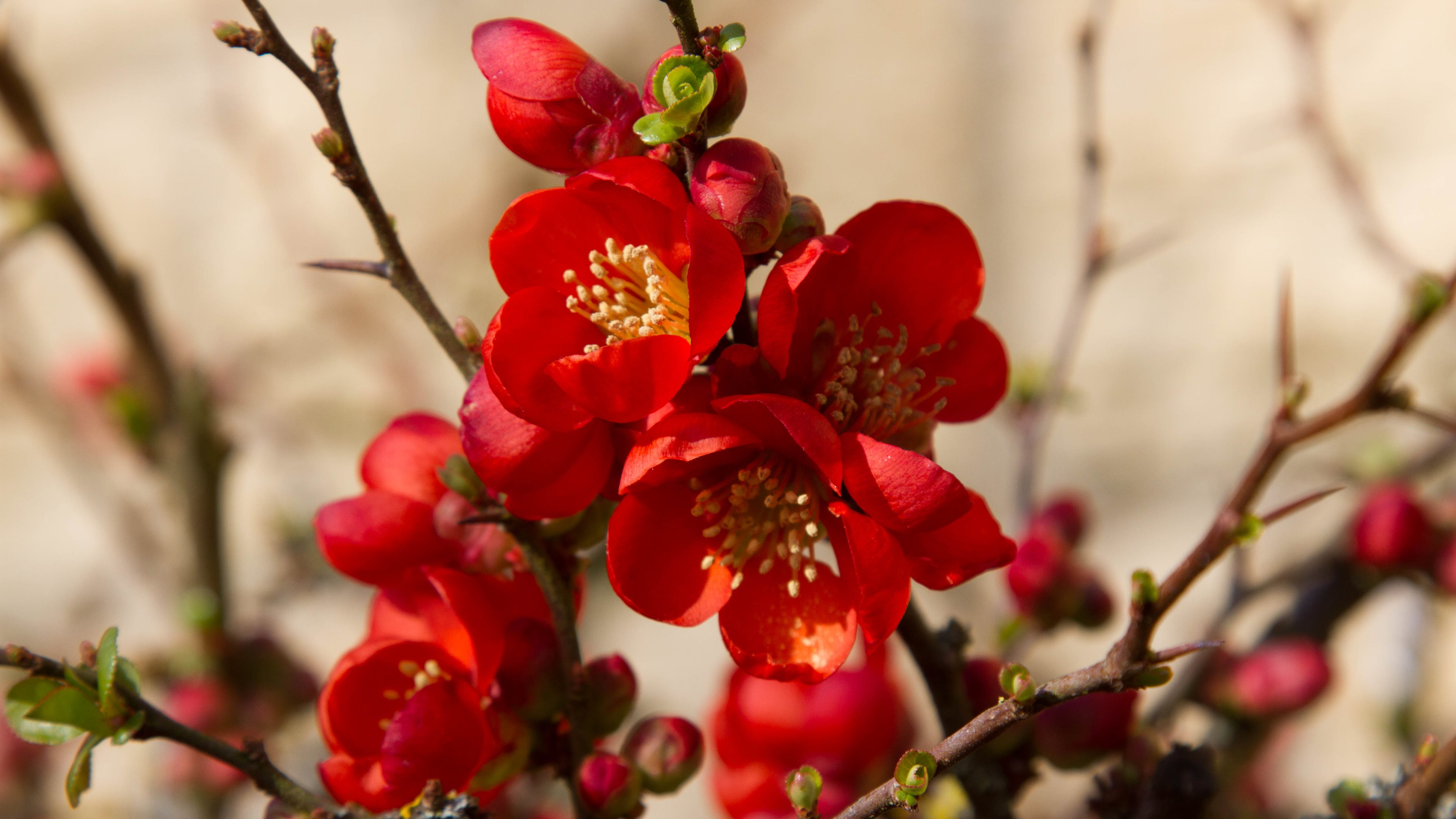 Quince Flowers Flower Anese Quince Snowdrop Wallpaper Hd Wallpapers