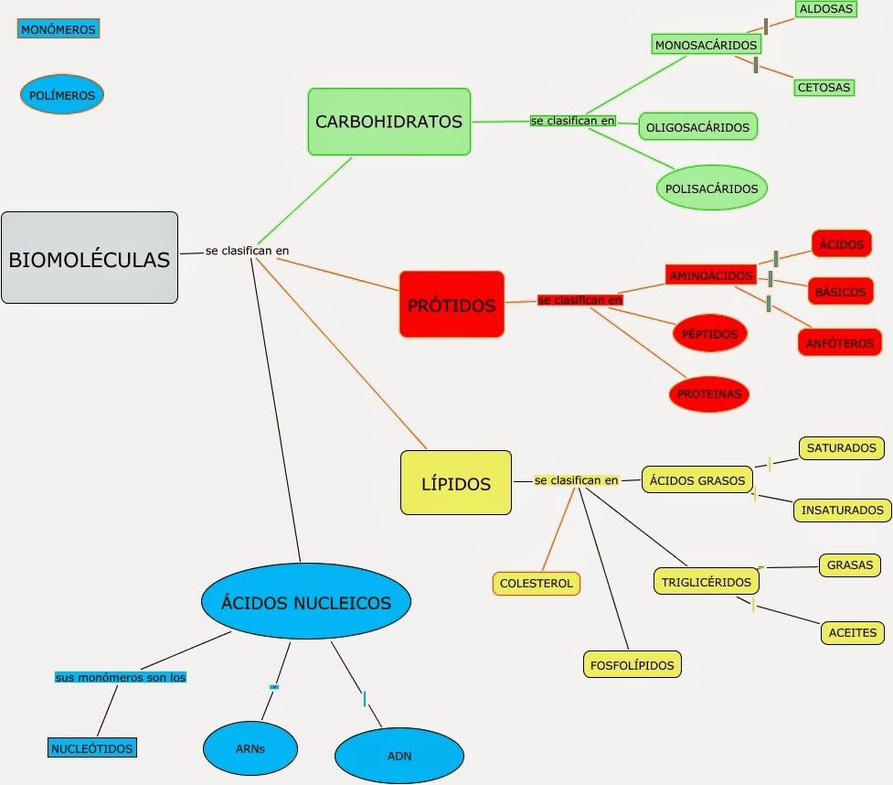 Mapa Mental De Las Biomoleculas Reverasite