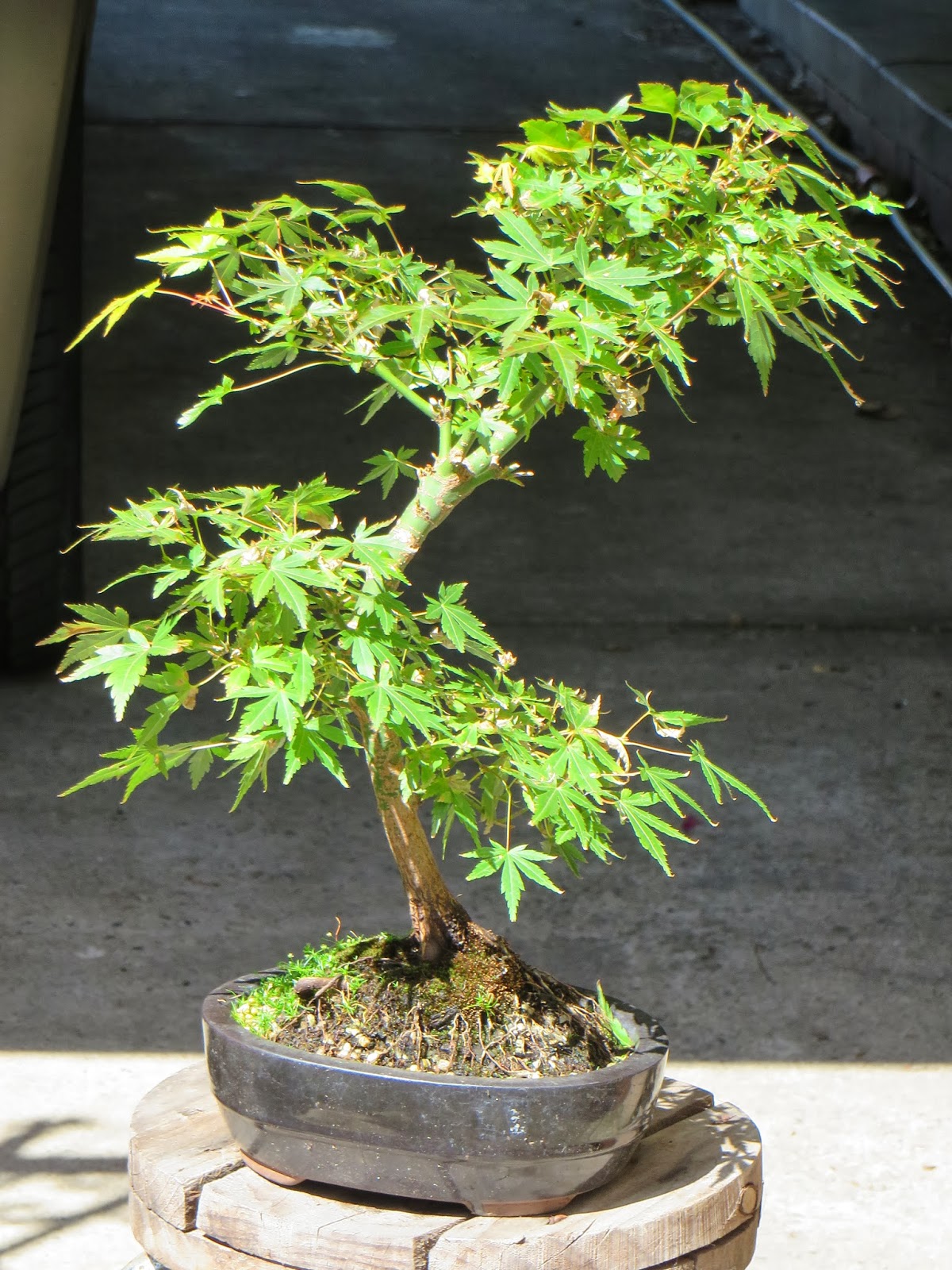 Bonsai Tree 21+ Awesome Sugar Maple Bonsai Inspirations