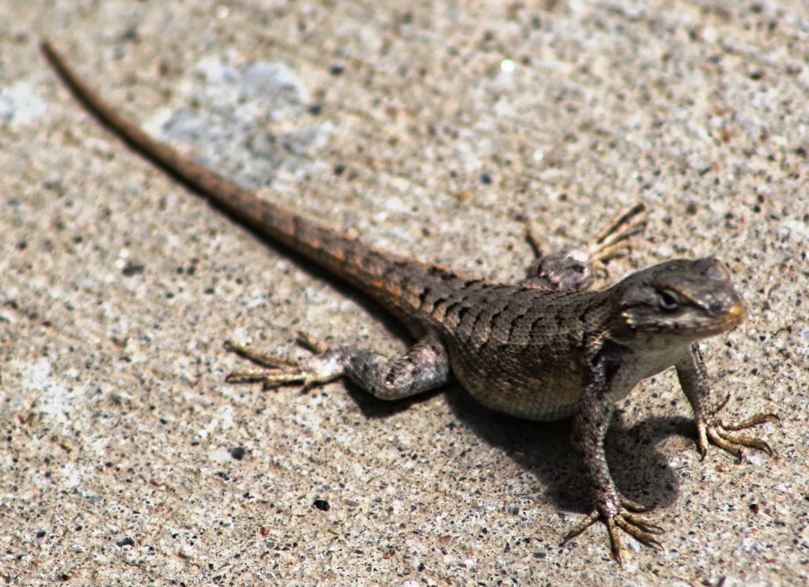 What Do Small Lizards Eat In The Backyard