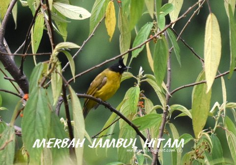 Mrkumai Blogspot Com Koleksi Burung Di Cameron Highlands Merbah