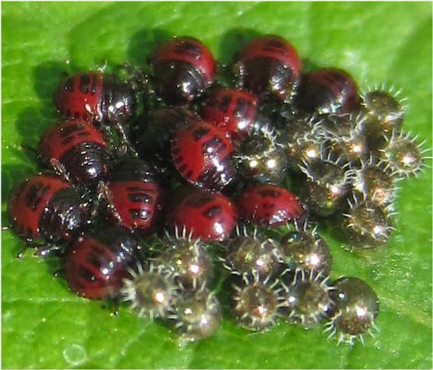 EnoViti 06/01/2014 07/01/2014