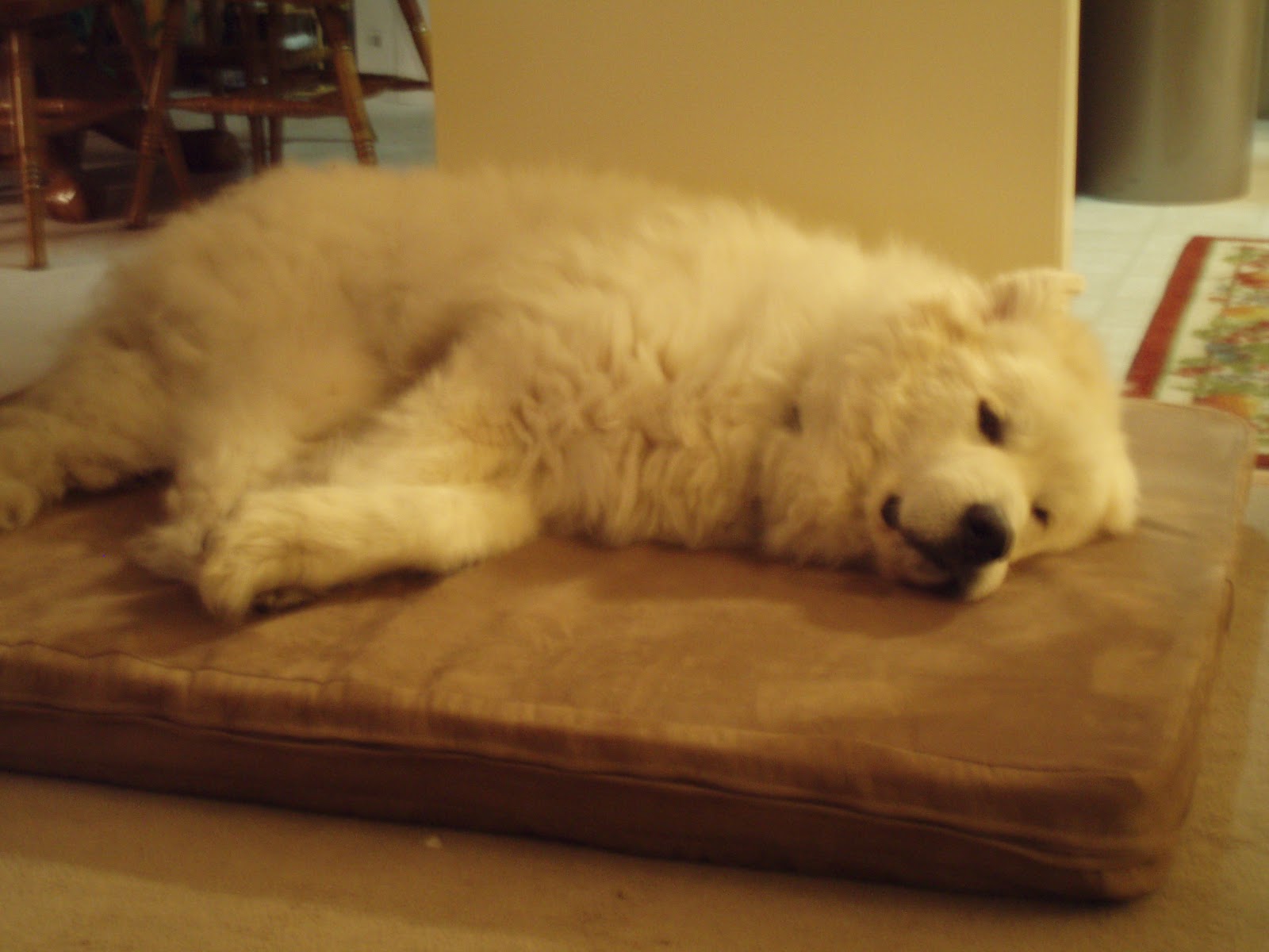 The Journey of Tonka Big Dog Beds